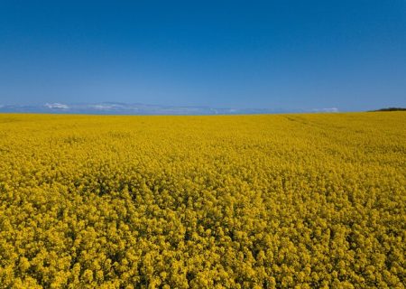 لزوم استفاده از “کشاورزی قراردادی” به جای خرید تضمینی