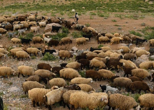 ۷۲ راس گوسفند در ایذه بر اثر مسمومیت تلف شد