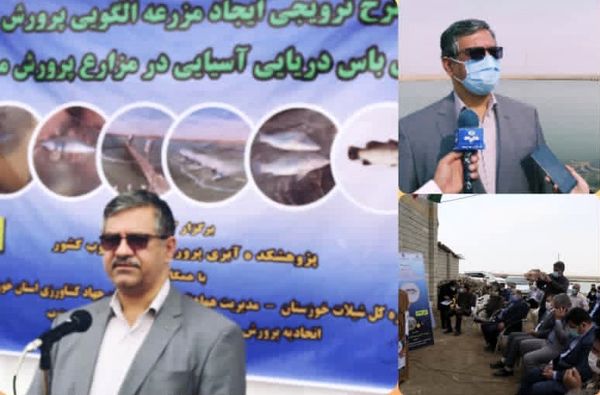 ابوعلی: پرورش ماهی سی باس در پسابهای کشاورزی