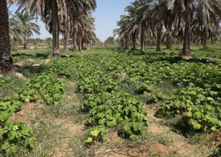 اجرای طرح میانه کاری نخیلات شادگان توسط سپاه خوزستان