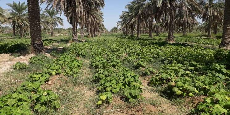 اجرای طرح میانه کاری نخیلات شادگان توسط سپاه خوزستان