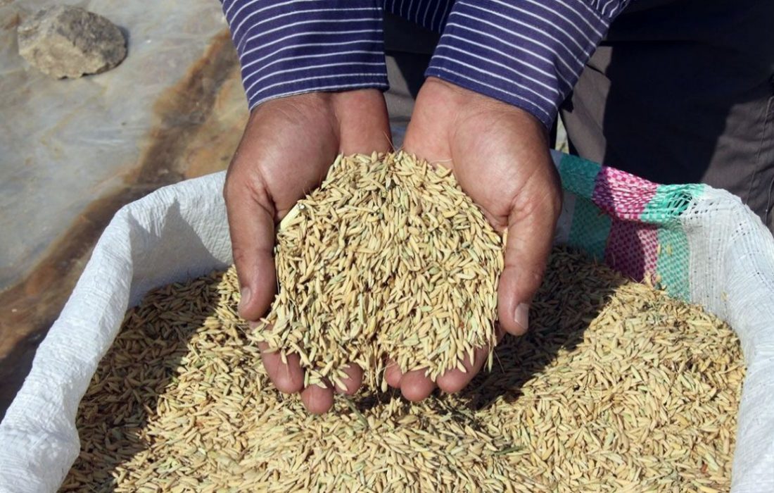 خرید توافقی شلتوک از کشاورزان خوزستان منتفی شد