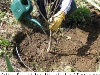 آغاز عملیات بیولوژی در عرصه های منابع طبیعی با کاشت نهال