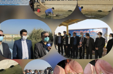 سهم ۵۰ درصدی تالاب شادگان در حفظ ذخایر آبزیان