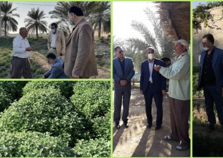 بازدید دکتر زینلی مشاور محترم وزیرومجری طرح گیاهان دارویی وزارت جهادکشاورزی