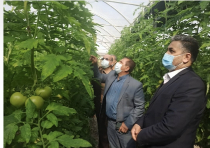 مجتمع های گلخانه ای خوزستان زیر ذره بین مشاور وزیرجهاد کشاورزی