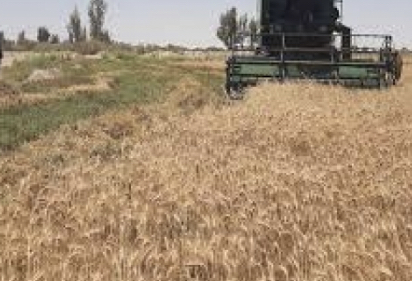 هوشیاری و پیگیری محققان و کارشناسان برای پیشگیری از آفات در مزارع گندم بنیان
