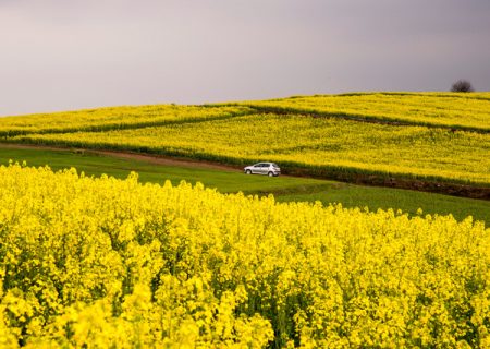 چند دلیل برای استقبال کشاورزان خوزستانی از کشت کلزا