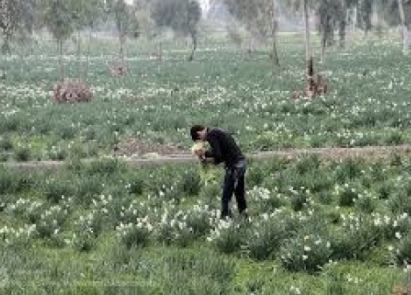 ساماندهی طرح های گردشگری کشاورزی بدون تخریب اراضی