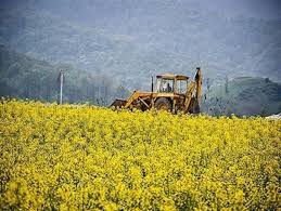 خرید کلزای قراردادی فقط به شرط ثبت در سامانه