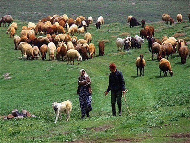 مدیرکل پشتیبانی امور دام استان خبر داد:  اجرای طرح خرید تضمینی دام مازاد عشایر خوزستان