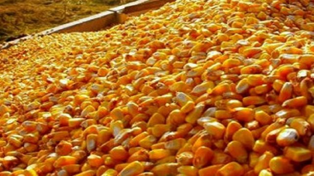 کشف ۴۰ فقره تخلف در حوزه نهاده‌های دامی در خوزستان