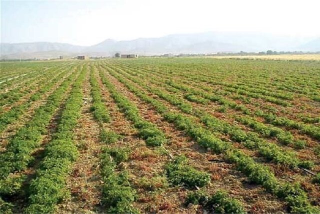 تحقق ۷۹ درصدی کشاورزی قراردادی در خوزستان
