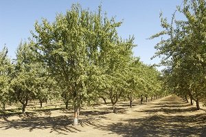 ۳٠ هکتار از اراضی صیدون زیر کشت بادام رفت