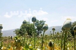دادستان عمومی و انقلاب شهرستان اندیکا خبر داد:  کشف مزرعه کشت خشخاش خوزستان در اندیکا