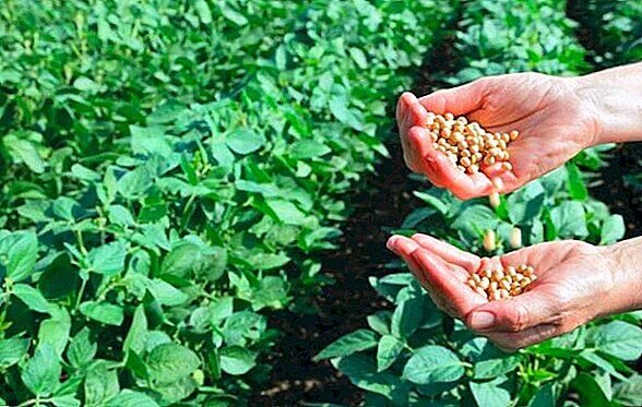 کشت سویا موجب خوداتکایی در تولید روغن و تامین زنجیره غذایی دام می‌شود