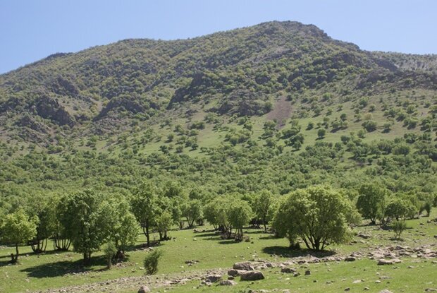 تشکیل ۷۲۱ پرونده تخلف در عرصه‌های منابع طبیعی خوزستان