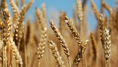 افزایش سطح زیر کشت گندم و ذرت در اندیمشک
