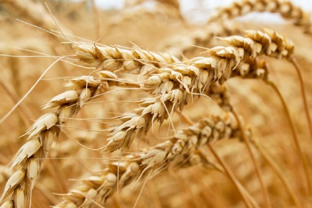 مدیر کل غله و خدمات بازرگانی استان خبر داد پیش‌بینی خرید بیش از ۲ میلیون تن گندم در خوزستان