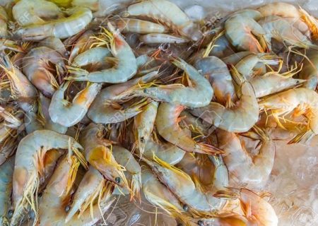 برداشت میگو از مزارع خوزستان آغاز شد