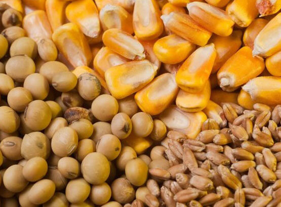 از ابتدای امسال تاکنون انجام شد؛ واردات بیش از یک میلیون تن نهاده دامی از طریق بندرامام به کشور