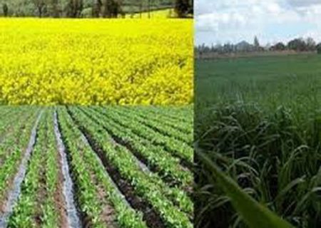 ۸۷۹ هزار هکتار از اراضی خوزستان به زیر کشت پاییزه می‌رود