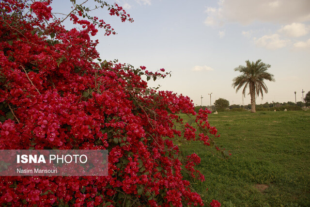 ایجاد بوستان‌های میوه در مناطق شهری اهواز/ اجرای طرح هر خانه یک نهال