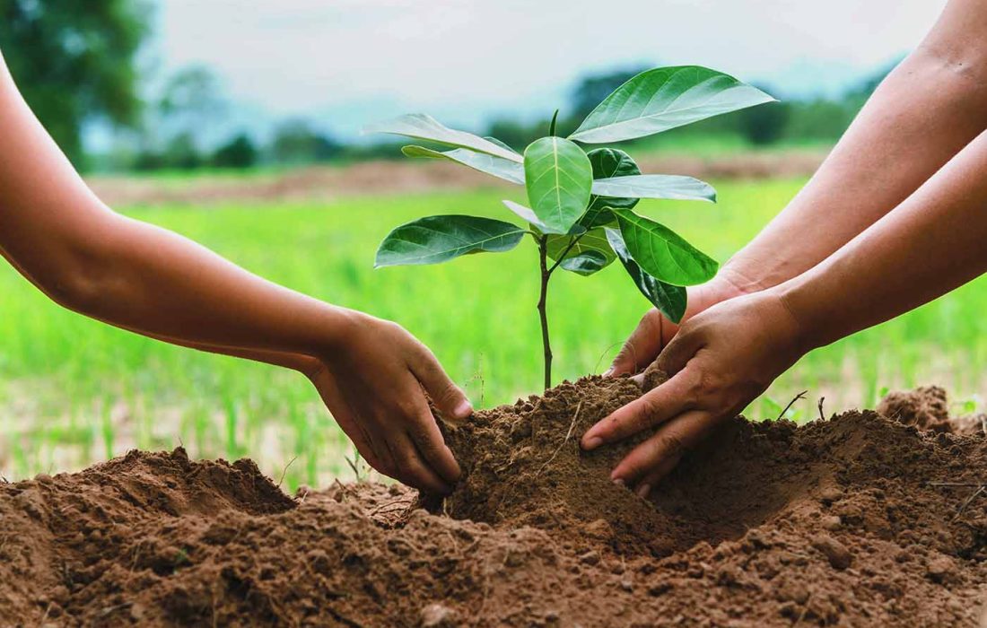 کاشت ۵۰۰ اصله ‌نهال‌ همزمان با روز درختکاری در آبادان