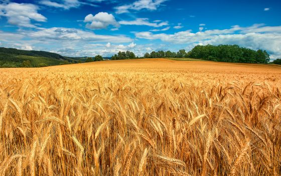 پرداخت مطالبات گندمکاران خوزستانی به تصویب هیئت دولت رسید