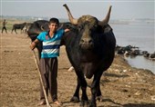 تولید 50 درصد محصولات گاومیش کشور در خوزستان