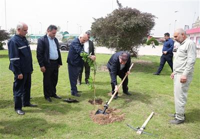 مدیرعامل نفت و گاز مارون به پویش كاشت درختان مثمر پیوست