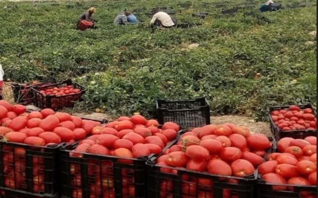 ممنوعیت صادرات گوجه‌فرنگی و افزایش ورودی به میادین میوه خوزستان