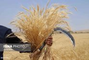 اتمام برداشت گندم در هندیجان/ حدود ۴۰ درصد مطالبات پرداخت شد