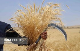 اتمام برداشت گندم در هندیجان/ حدود ۴۰ درصد مطالبات پرداخت شد