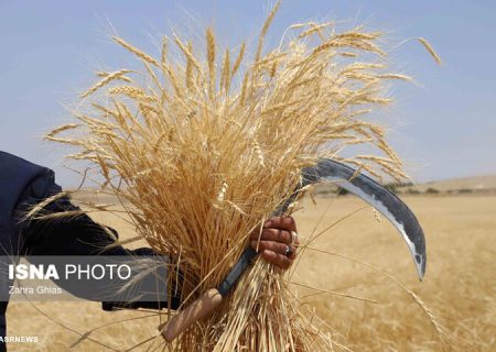 اتمام برداشت گندم در هندیجان/ حدود ۴۰ درصد مطالبات پرداخت شد