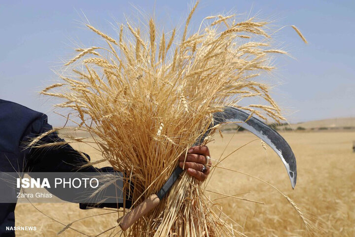 اتمام برداشت گندم در هندیجان/ حدود ۴۰ درصد مطالبات پرداخت شد