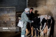 بروز «پاستورلوز» در پی تغییرات ناگهانی دما/ لزوم واکسیناسیون فوری دام‌های سنگین
